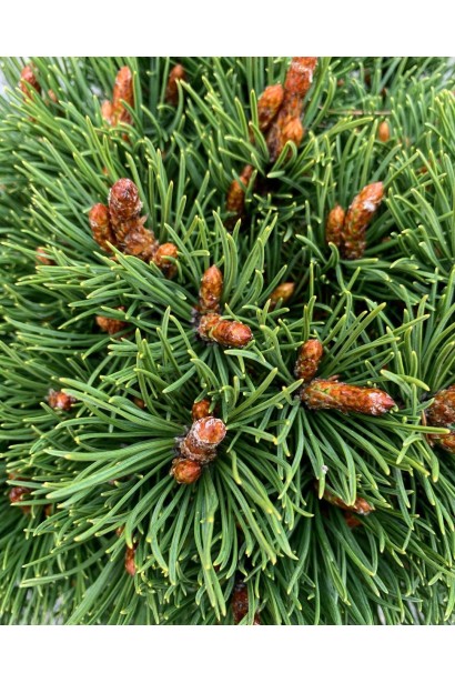 Крупний план карликової сосни Pinus mugo Heideperle з насичено-зеленими голками та молодими пагонами.